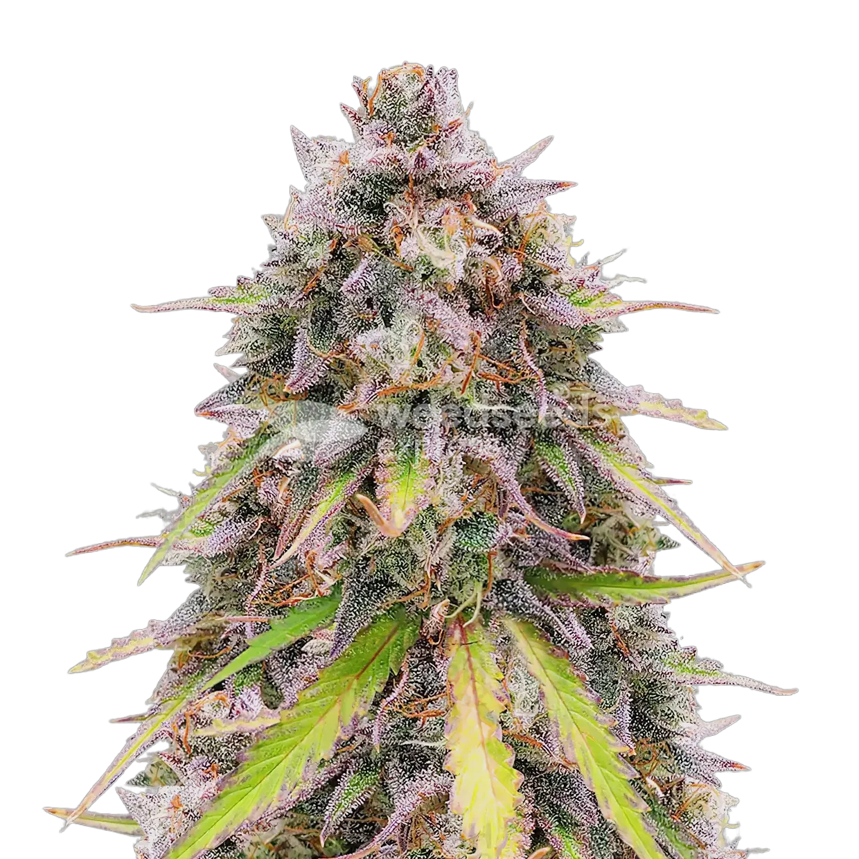 RS11 Rainbow Sherbert 11 Plant