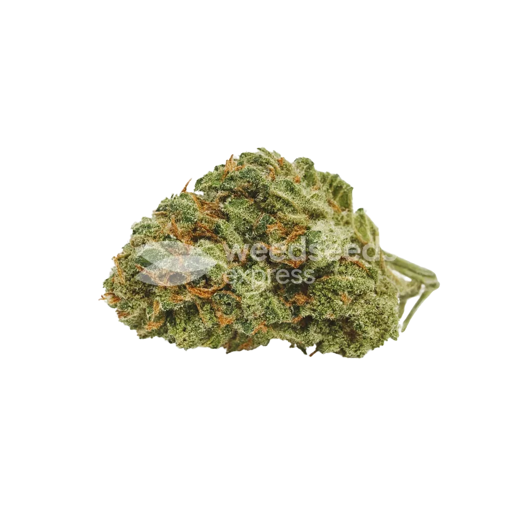 Runtz Auto Bud