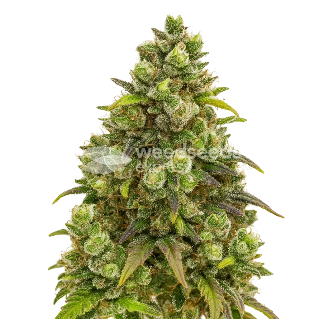 Sexxpot Auto Plant