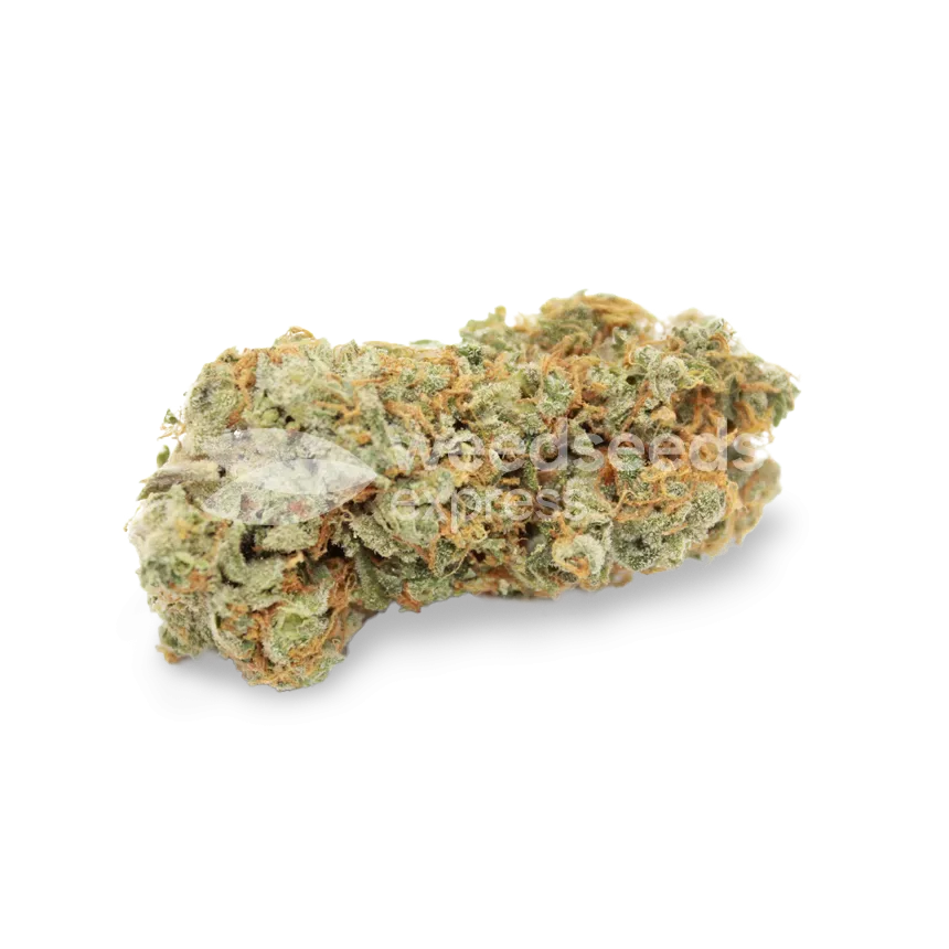 Sexxpot bud