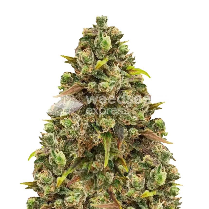 Sexxpot plant