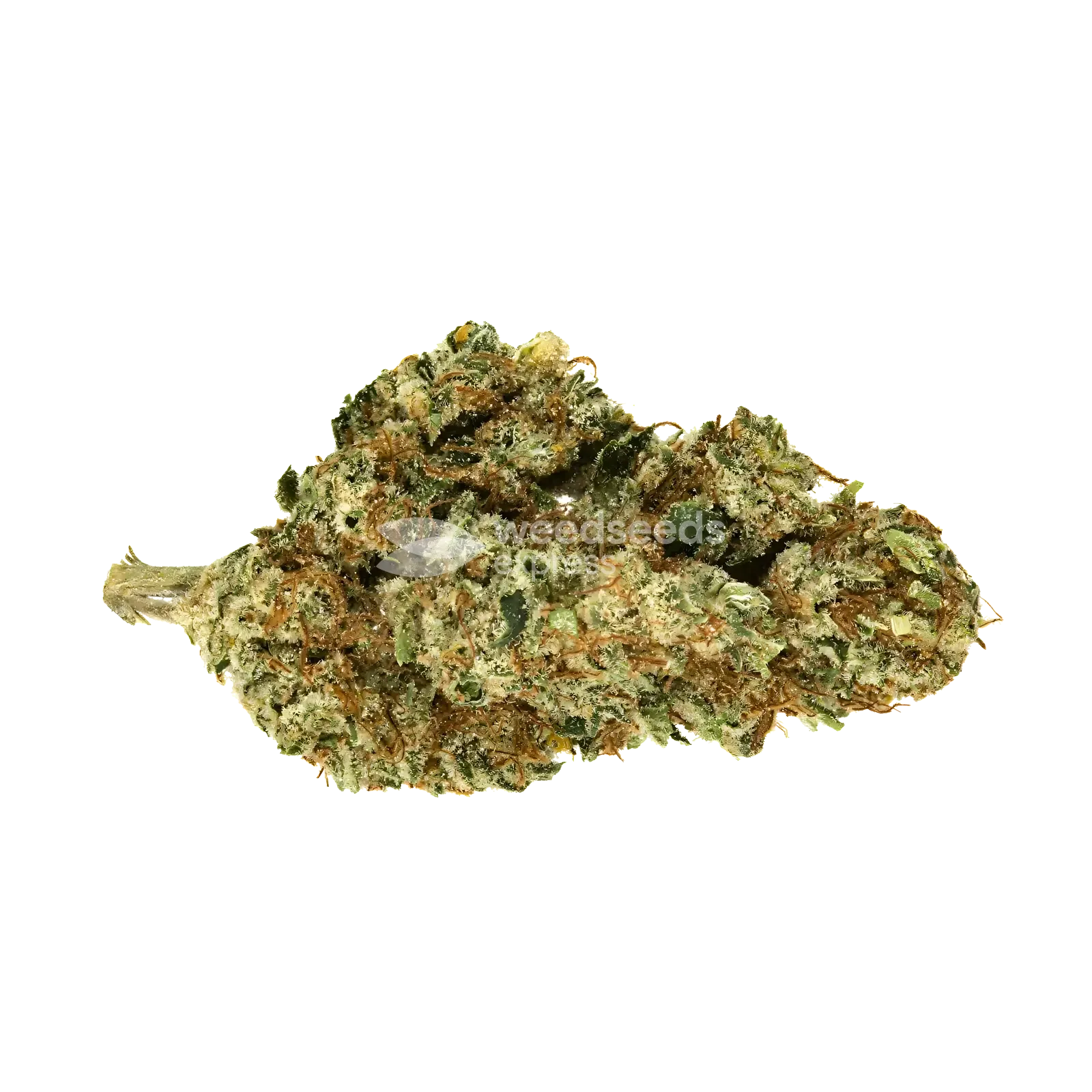 Skunk #1 Bud