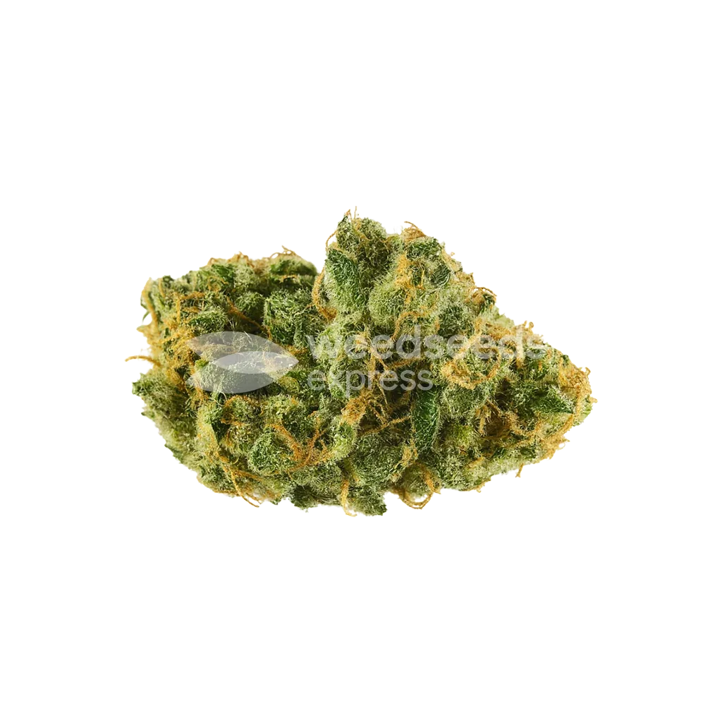 Skywalker OG Auto Bud