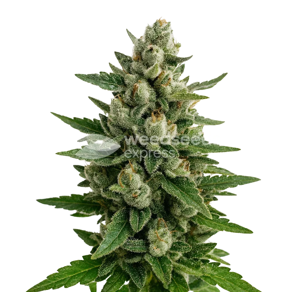 Skywalker OG Auto Plant