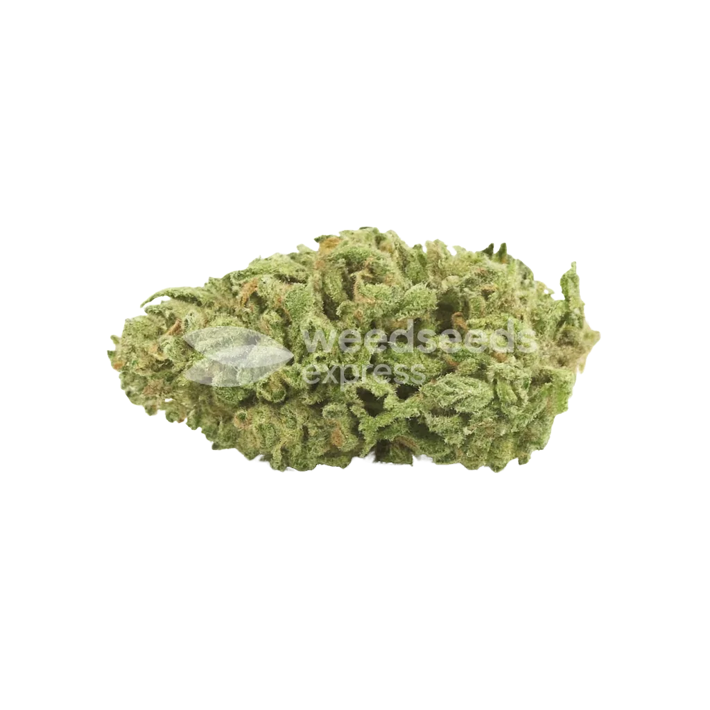 Sleepy Joe OG Auto Bud