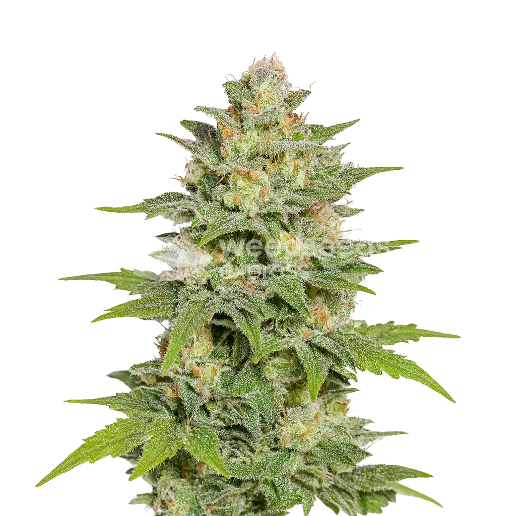 Sleepy Joe OG Auto Plant