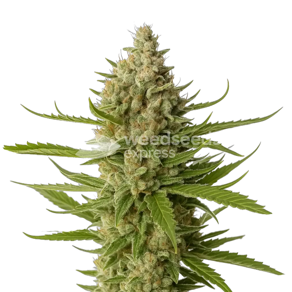 Snoop Dogg OG Plant