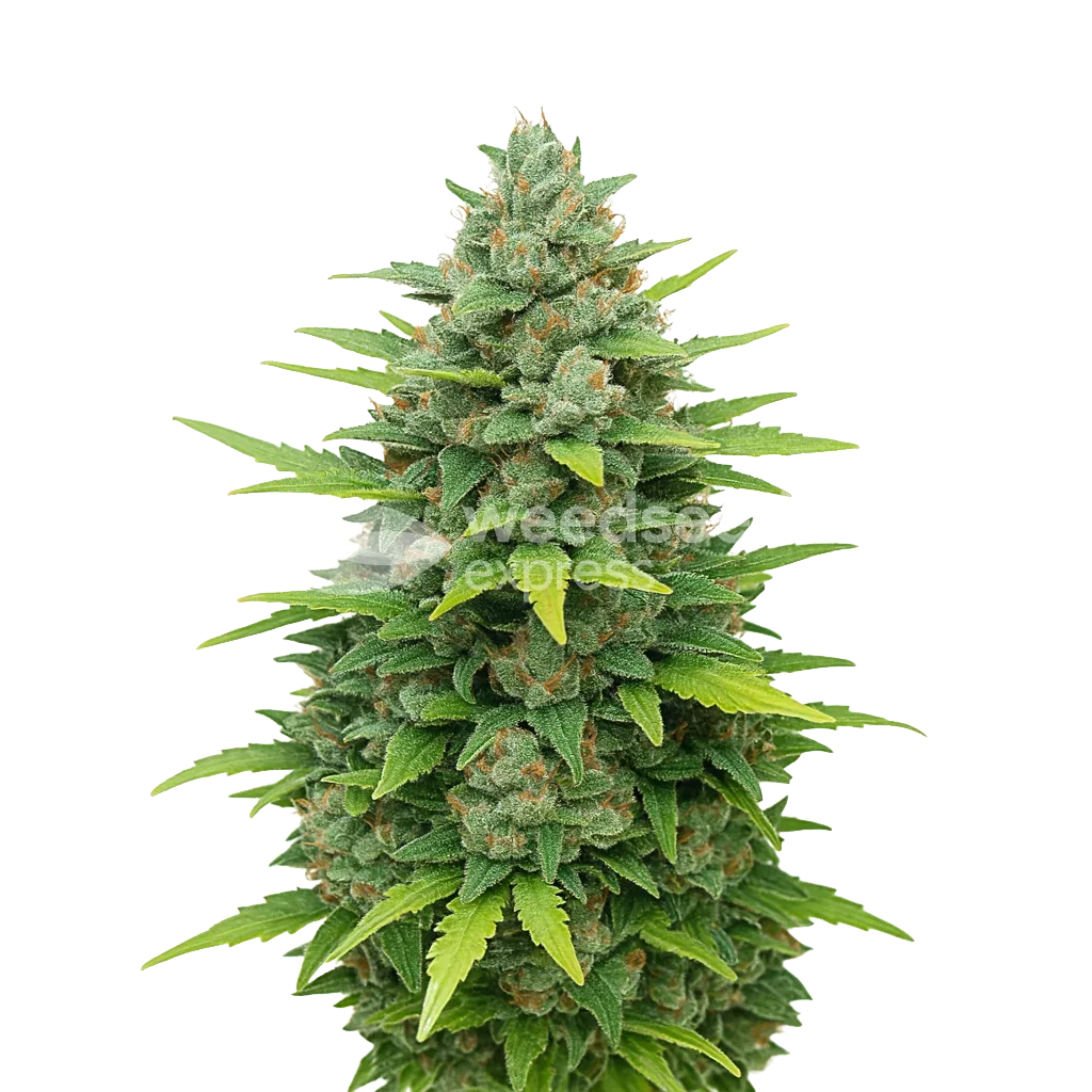 Sour Diesel Auto Plant