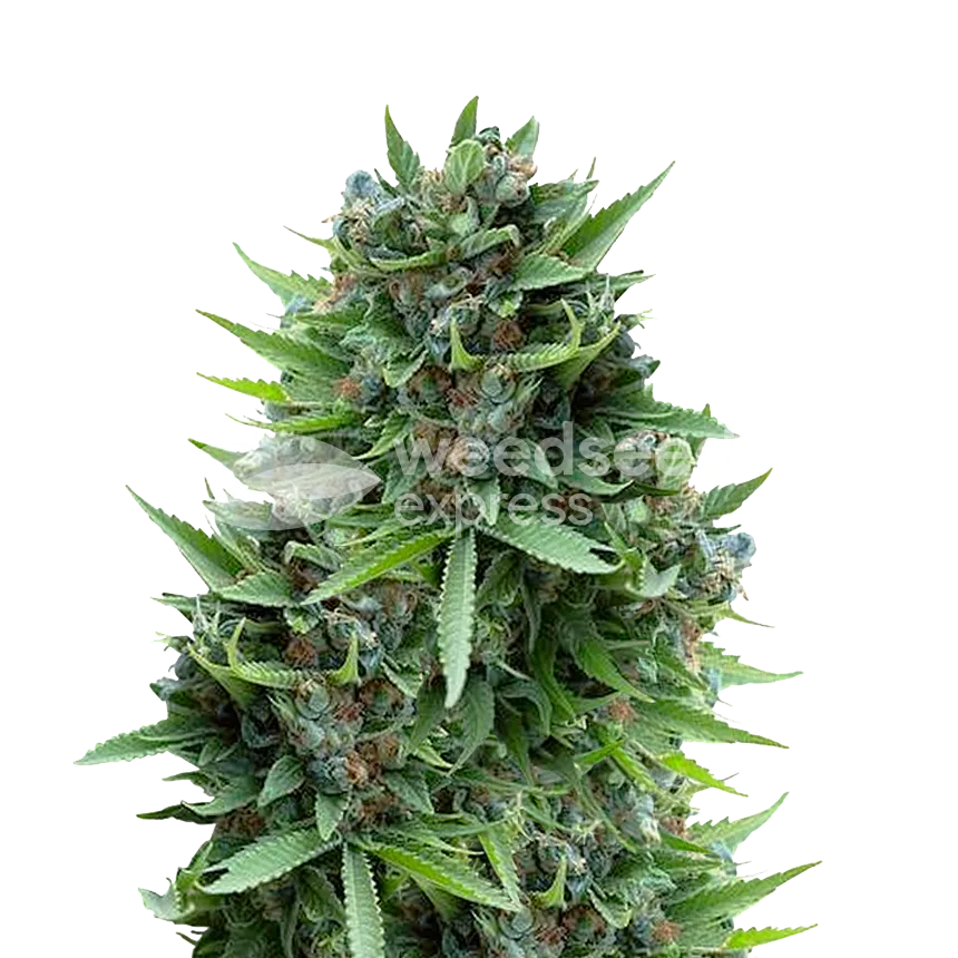 Sour Diesel Cannabisplant