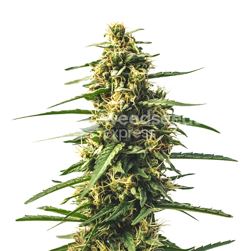 Sour Tsunami CBD cannabisplant