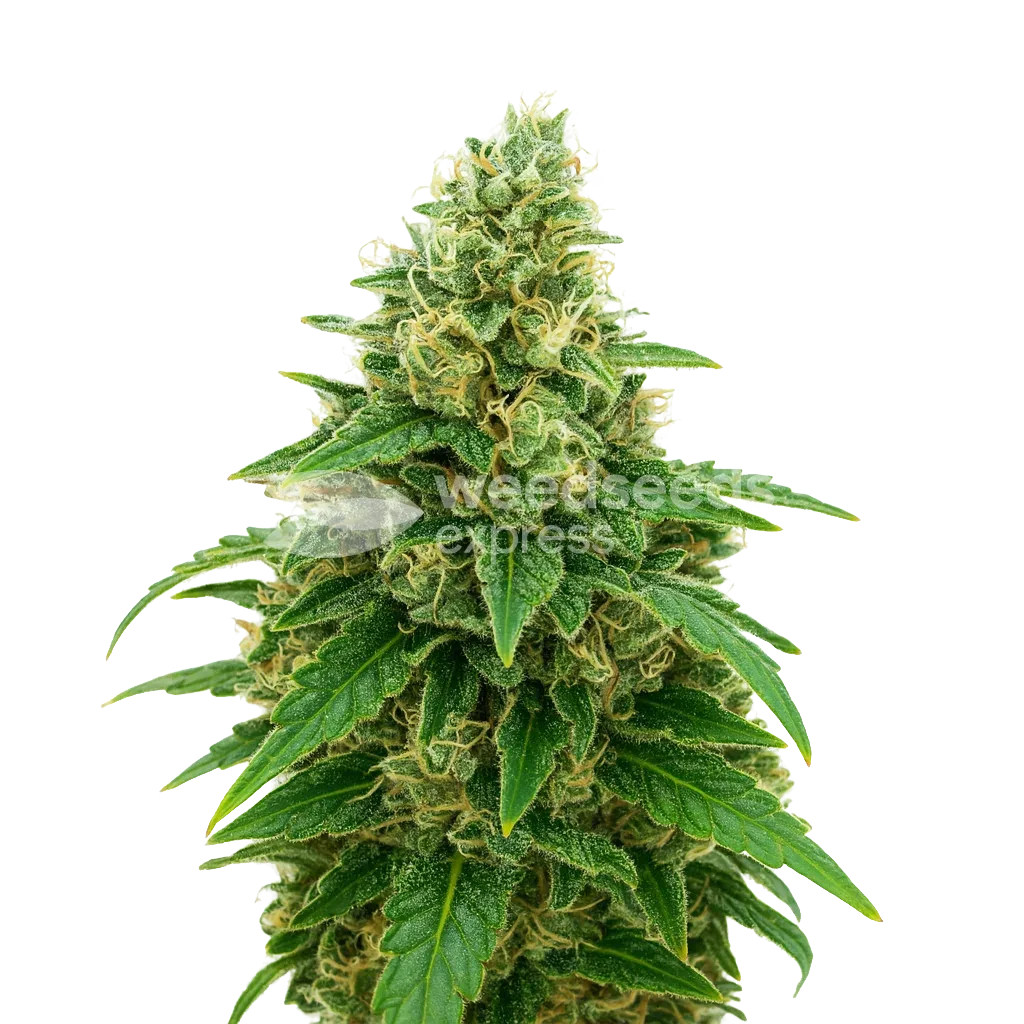 Stardawg Auto Plant