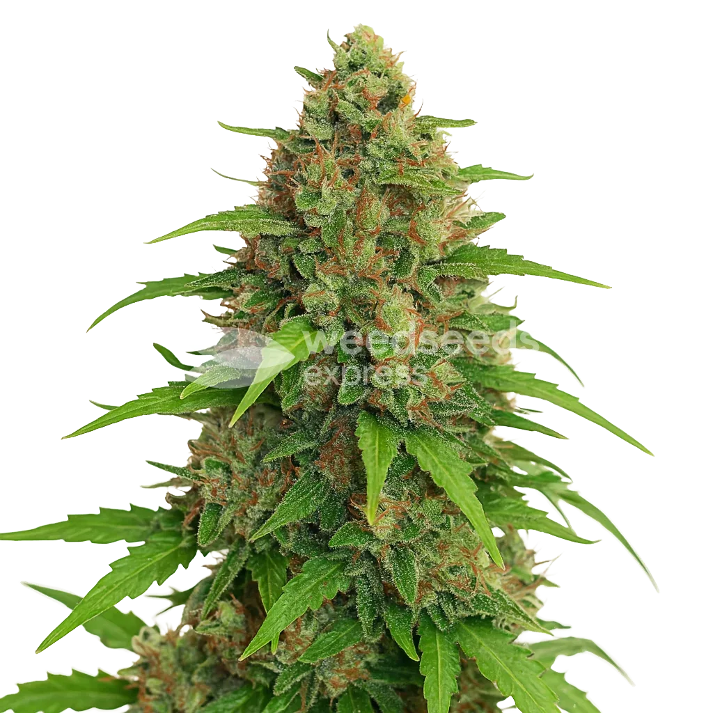 Strawberry Banana Auto Plant