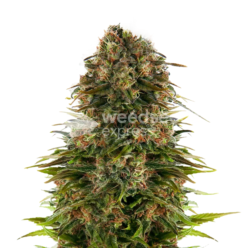 Strawberry CBD plant