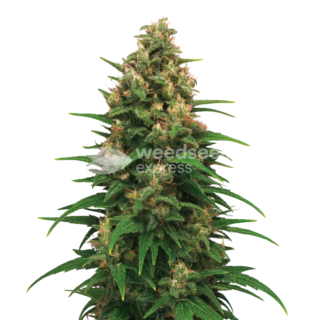 Strawberry Cough Auto Plant