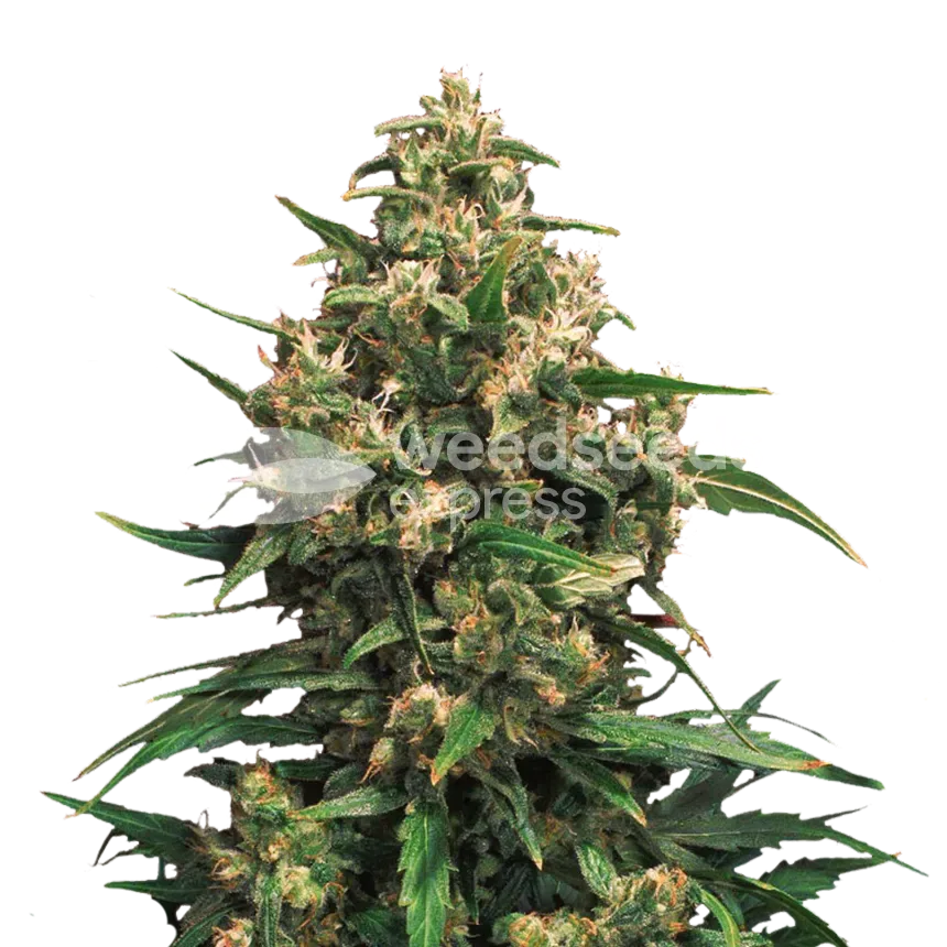 Strawberry Cough Plant