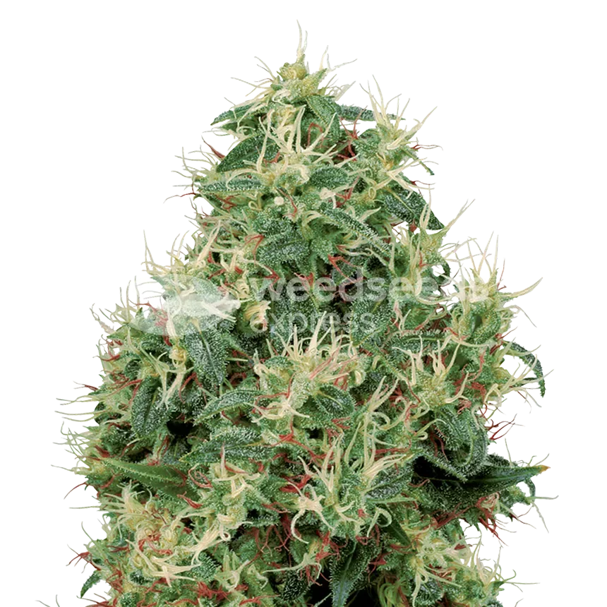 Strawberry Kush plant