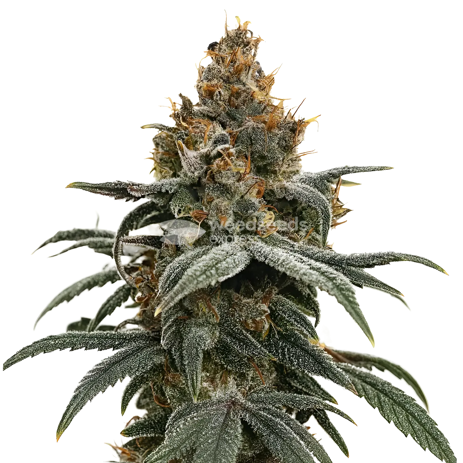 Sundae Driver cannabisplant