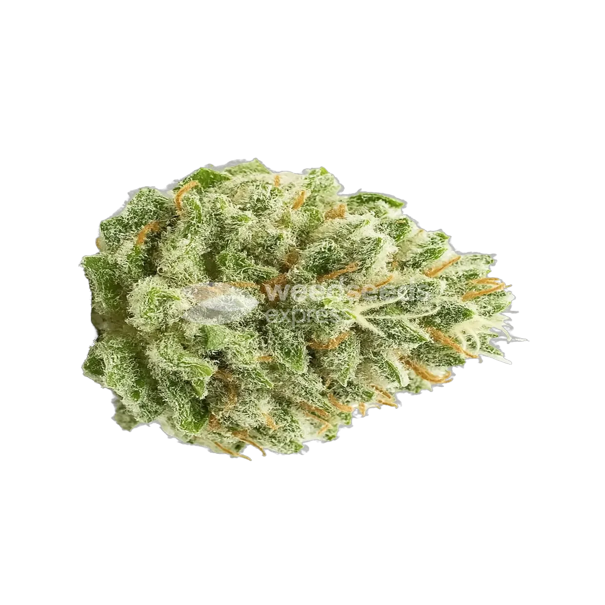 Super Boof autoflower-Top