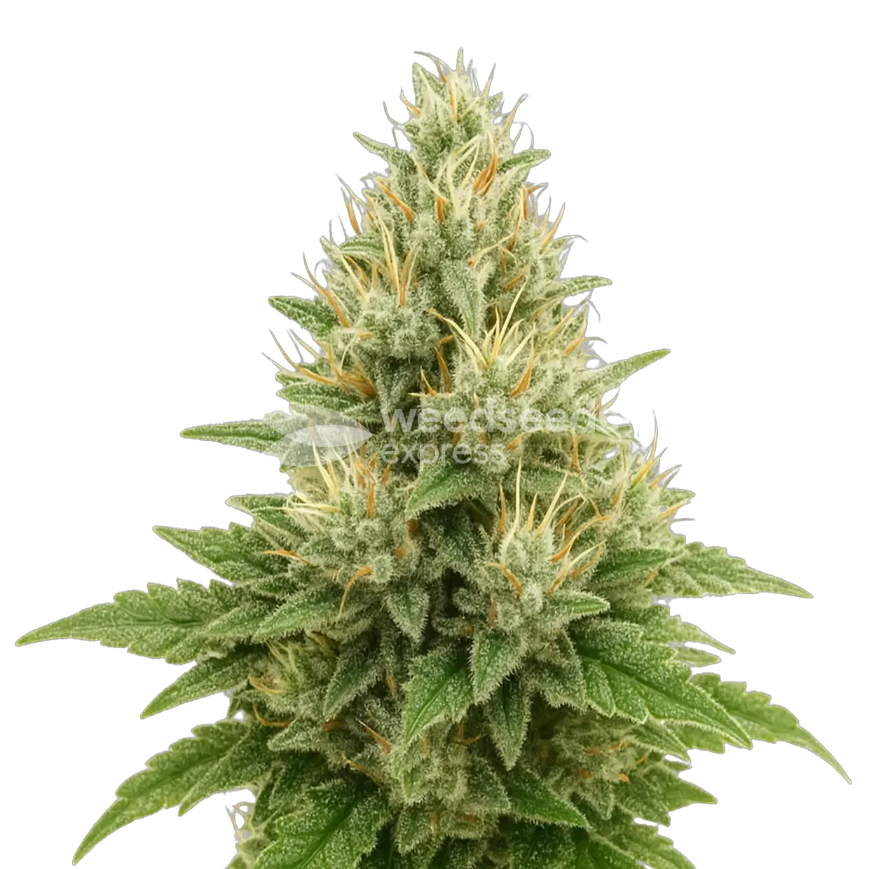 Super Boof autoflower plant