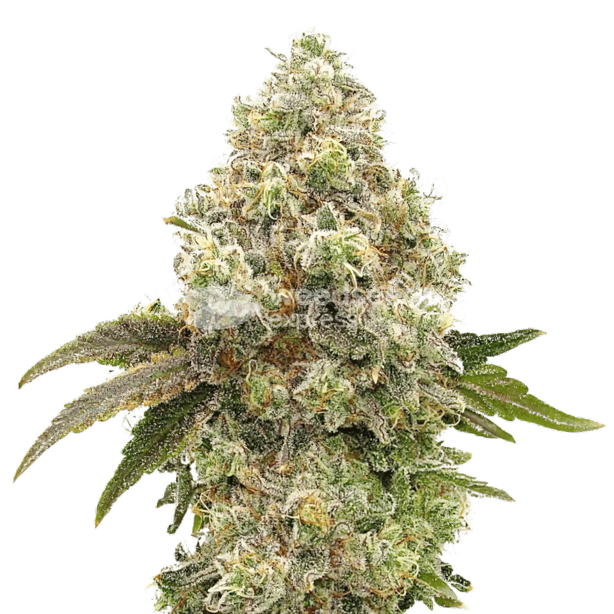 Super Boof Plant