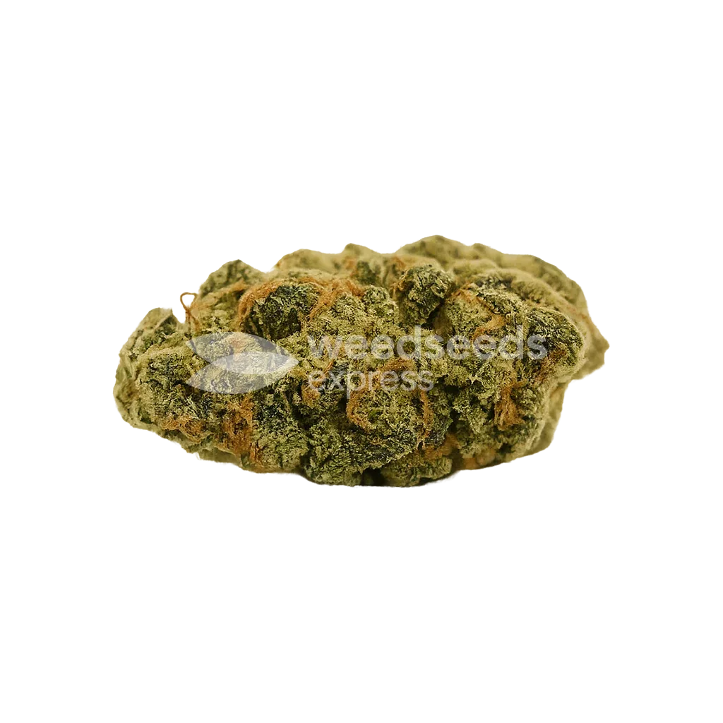 Super Lemon Haze Auto Bud