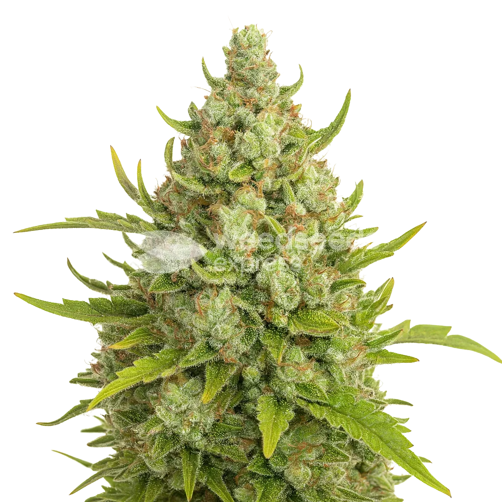 Super Lemon Haze Auto Plant