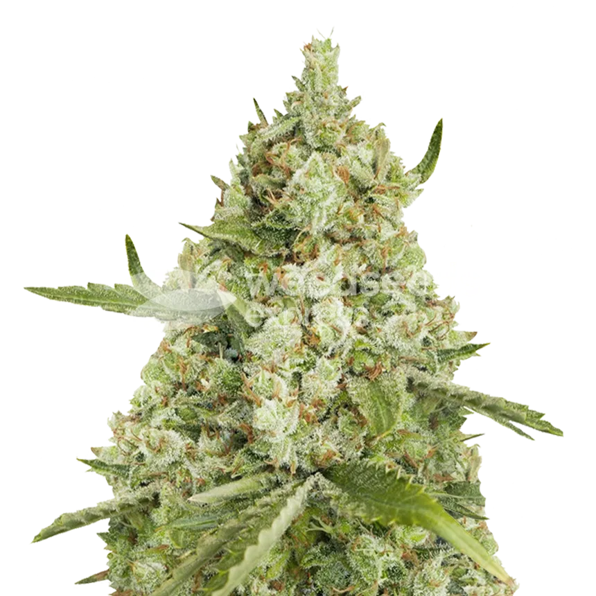 Super Lemon Haze Cannabisplant