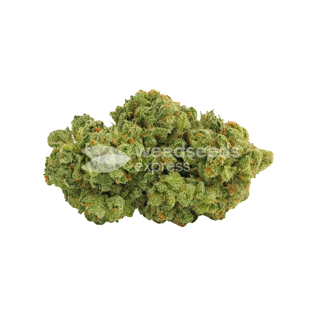 Super Silver Haze Auto Bud