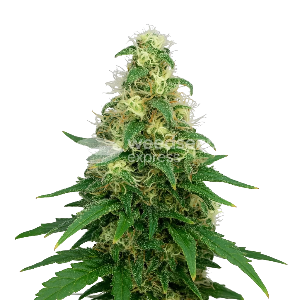 Super Silver Haze Autoflower Wietzaden - WSE NL