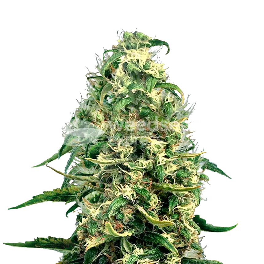 Super Silver Haze Cannabisplant
