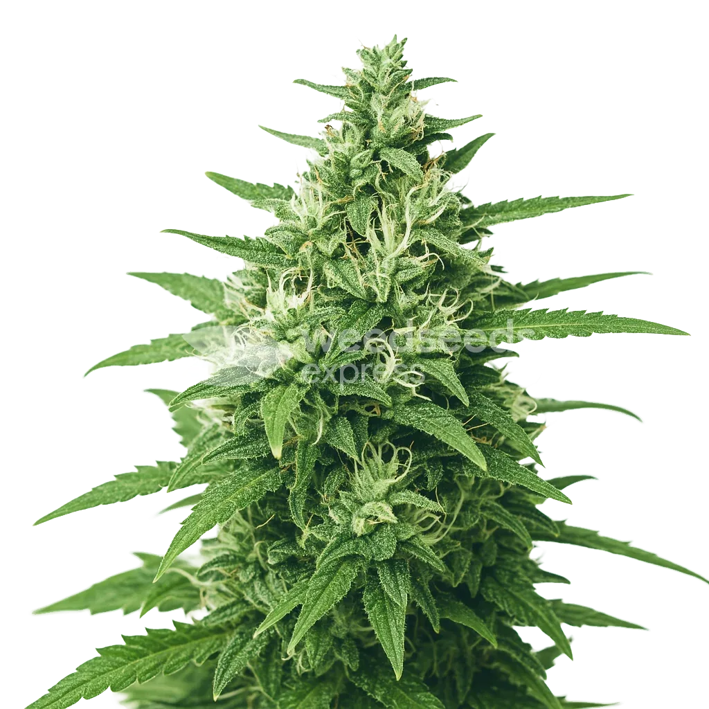 Super Skunk Auto Plant