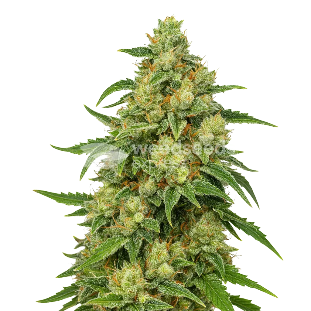 Sweet Tooth Auto Plant