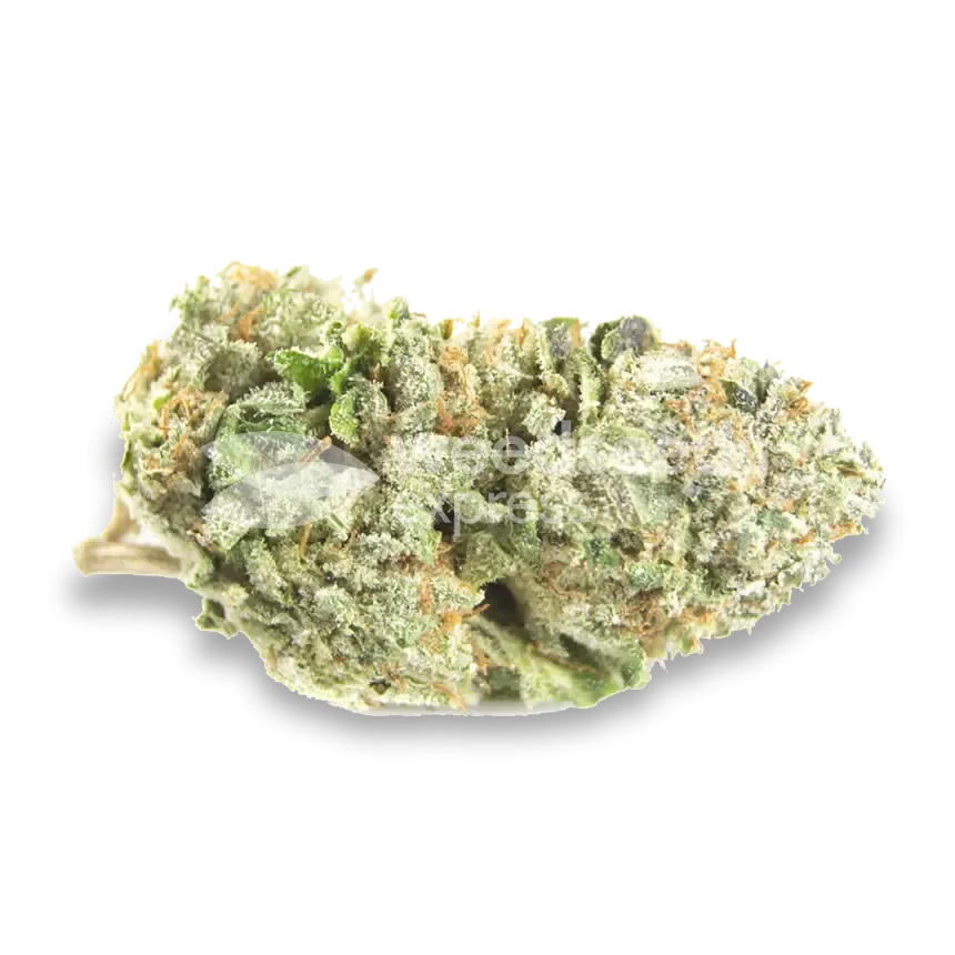 Sweet Tooth bud