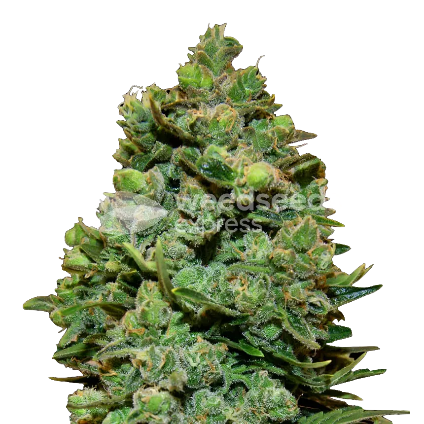 Swiss Cheese Fast Flowering Photoperiod Feminized Plant