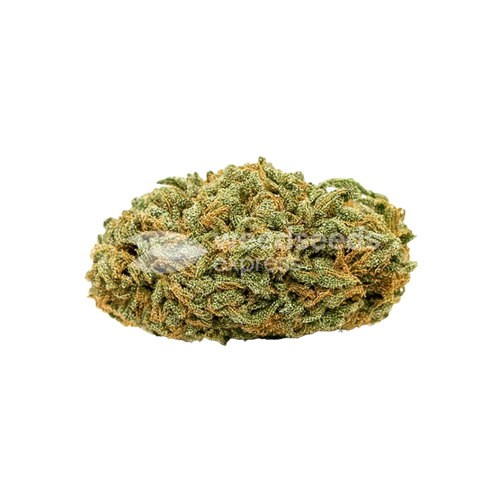 Tangerine Dream Auto Bud