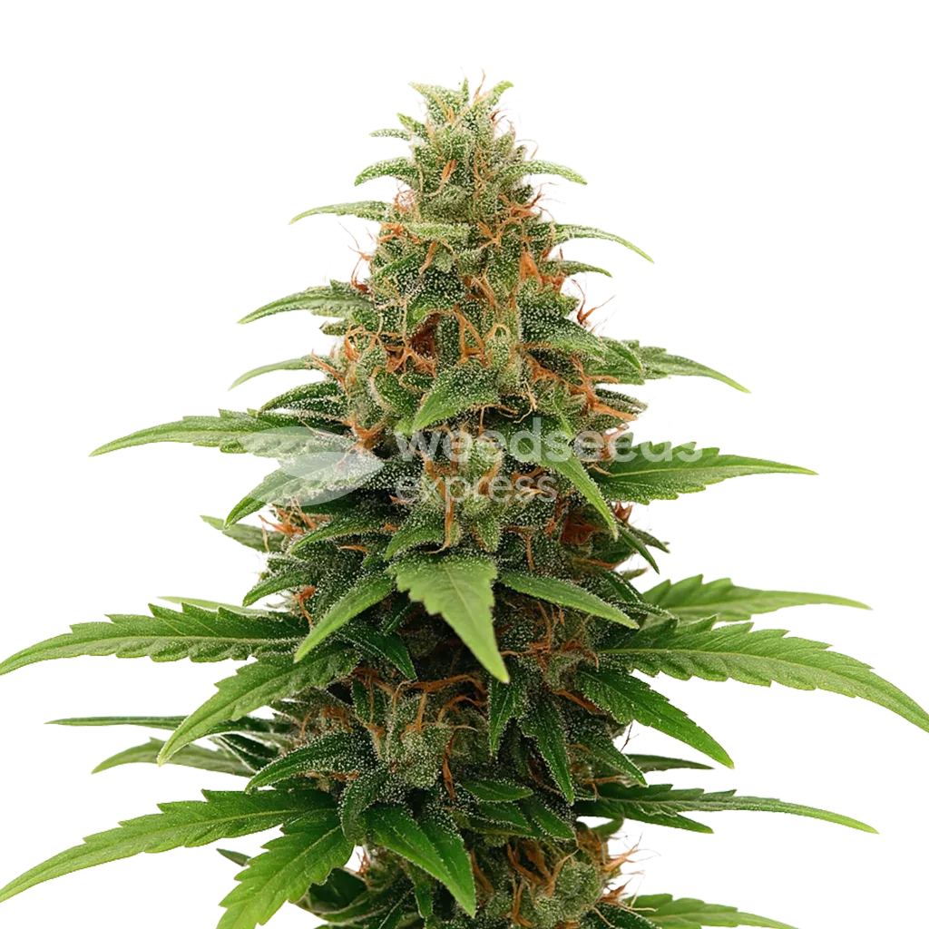 Tangerine Dream Auto Plant