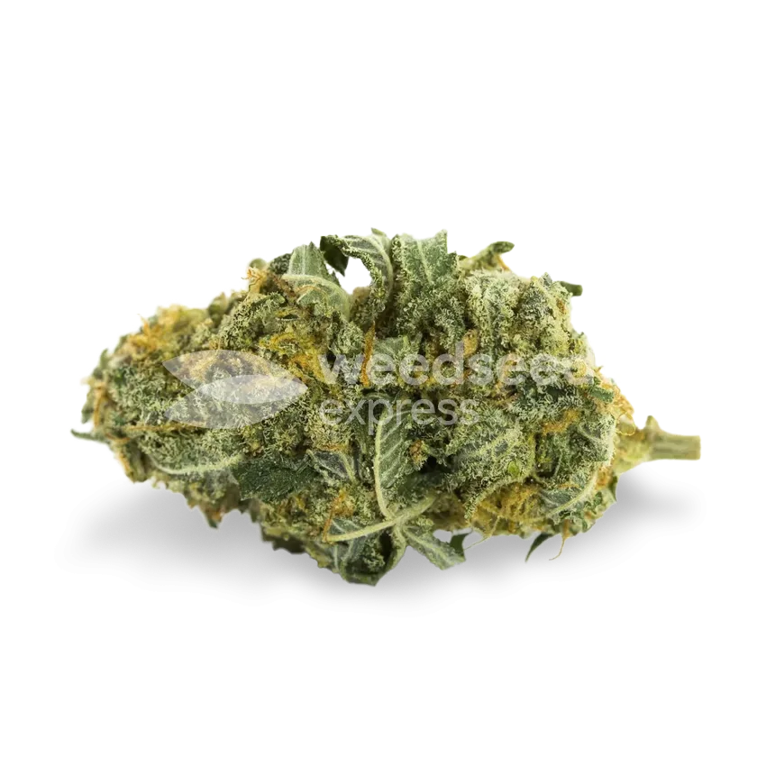 Tangie Cannabis Top