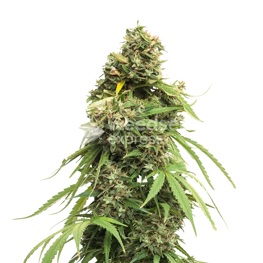 Tangie Cannabisplant