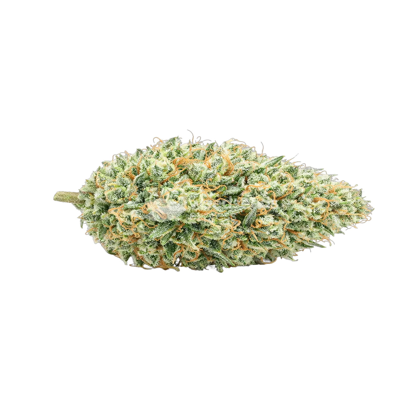 Tetra Express Autoflower Cannabis-top