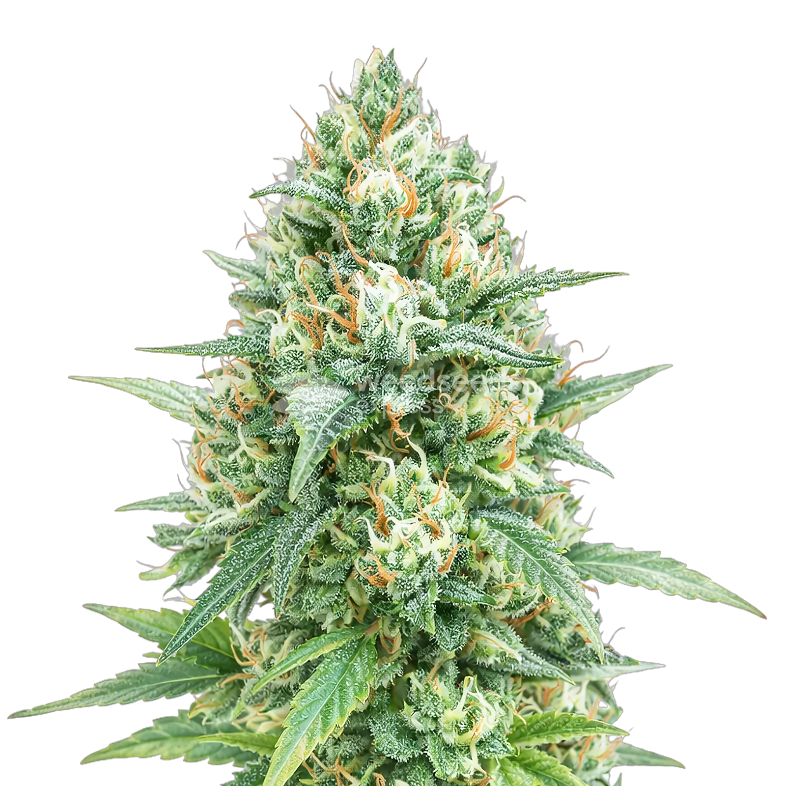 Plante de cannabis Tetra Express Autoflower