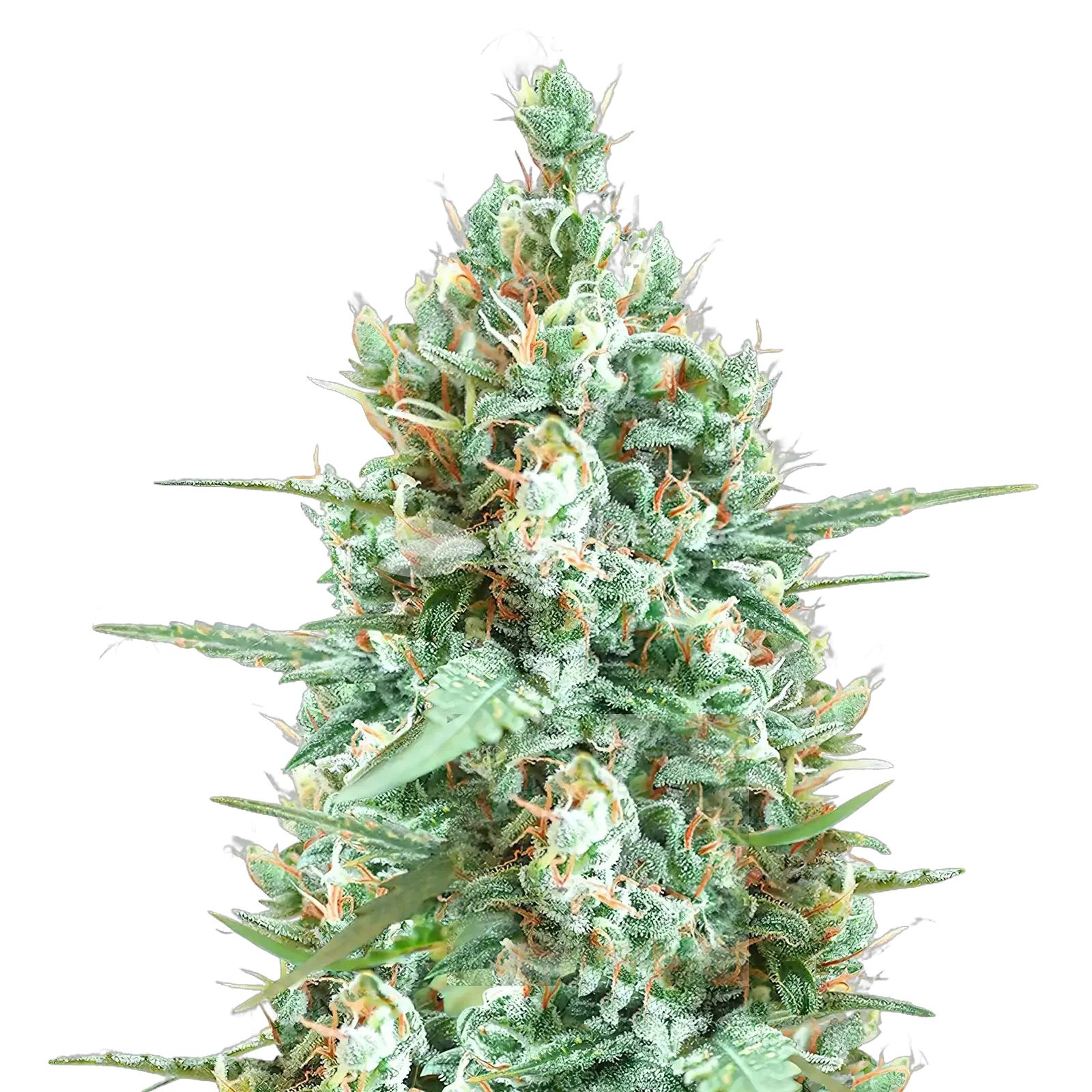 Tetra Cannabis Plant