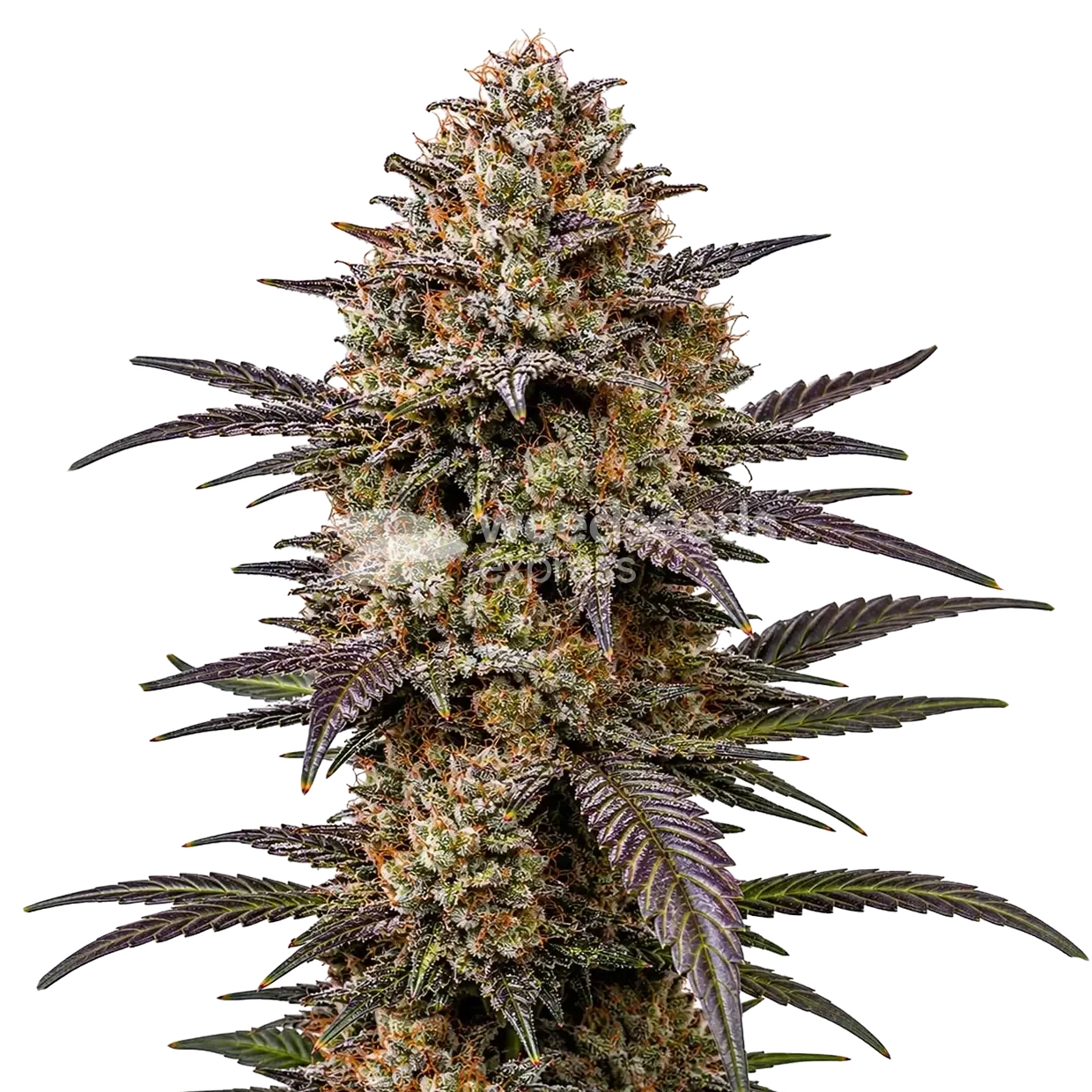 The Toad Cannabis plant