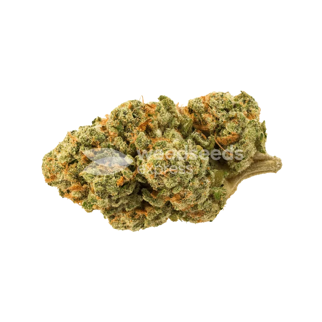 Triangle Kush Auto Bud