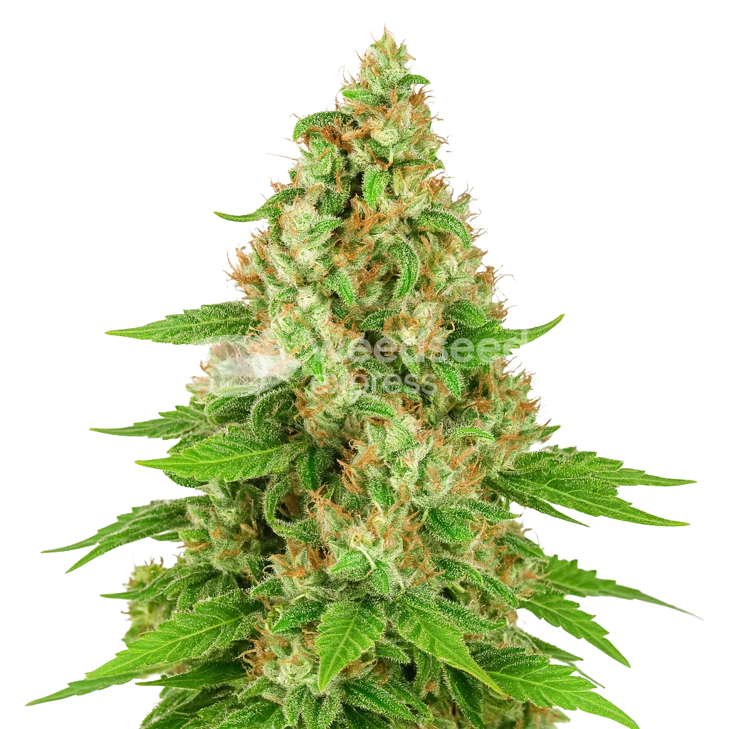 Triangle Kush Auto Plant
