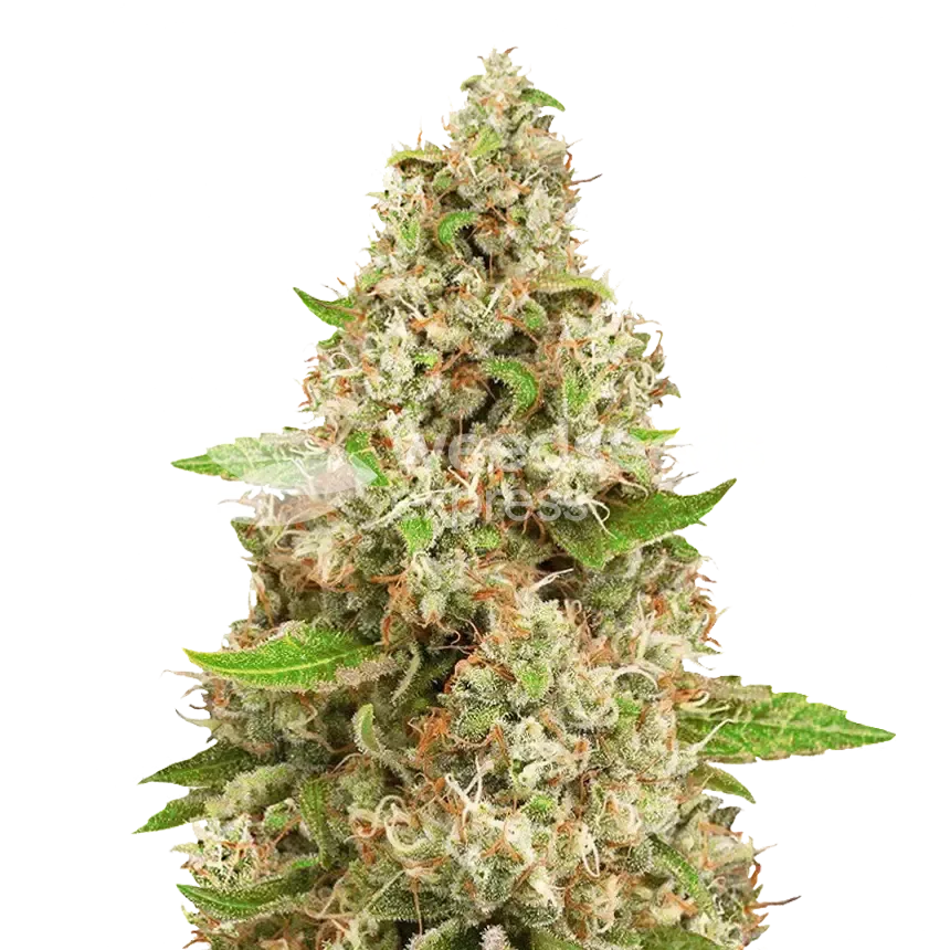 Triangle Kush Plant