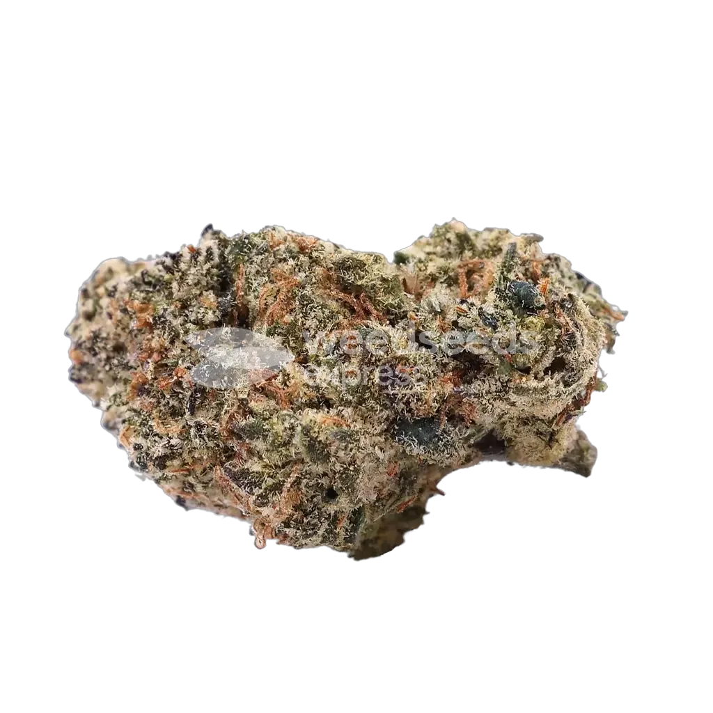 Watermelon Gelato Bud