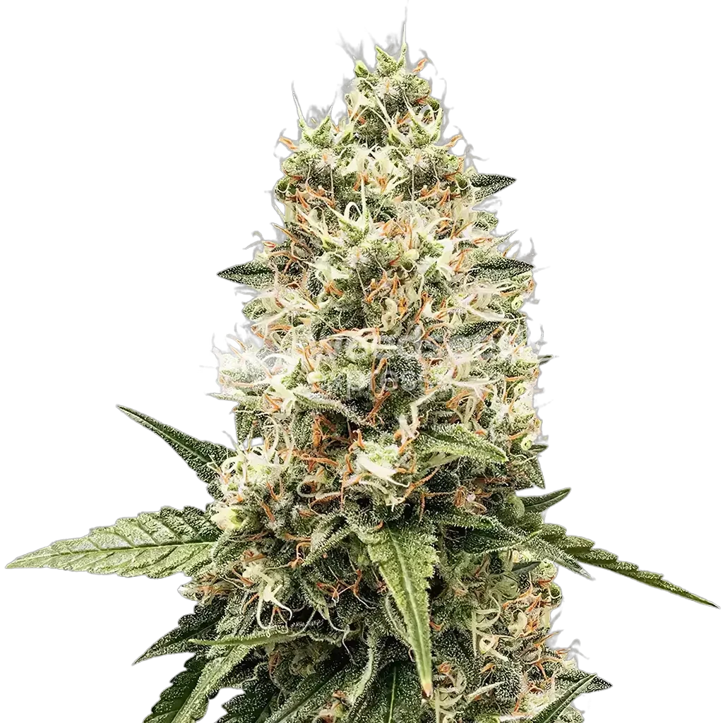 Watermelon Gelato Plant