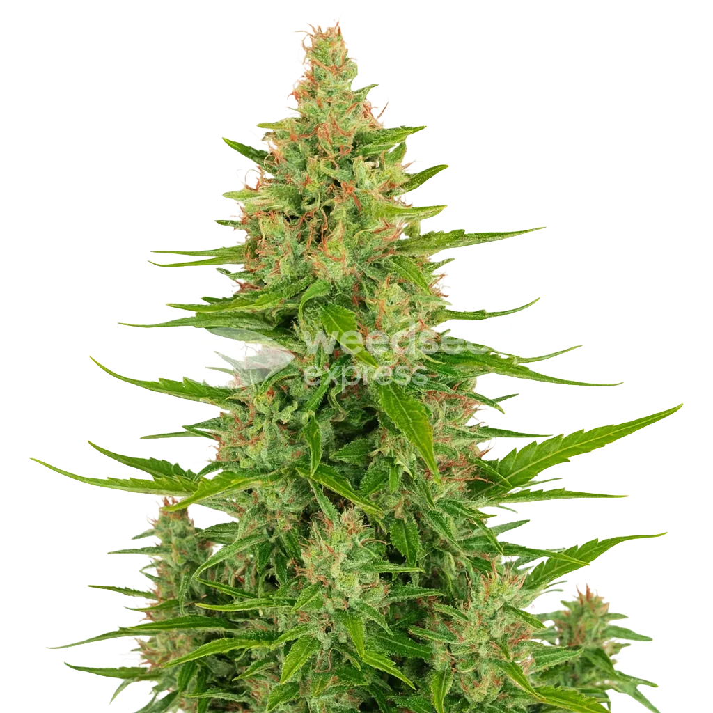 Wedding Cake Auto Plant