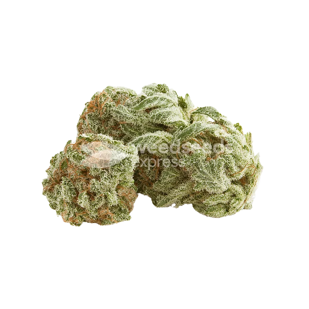 White Rhino Auto Bud