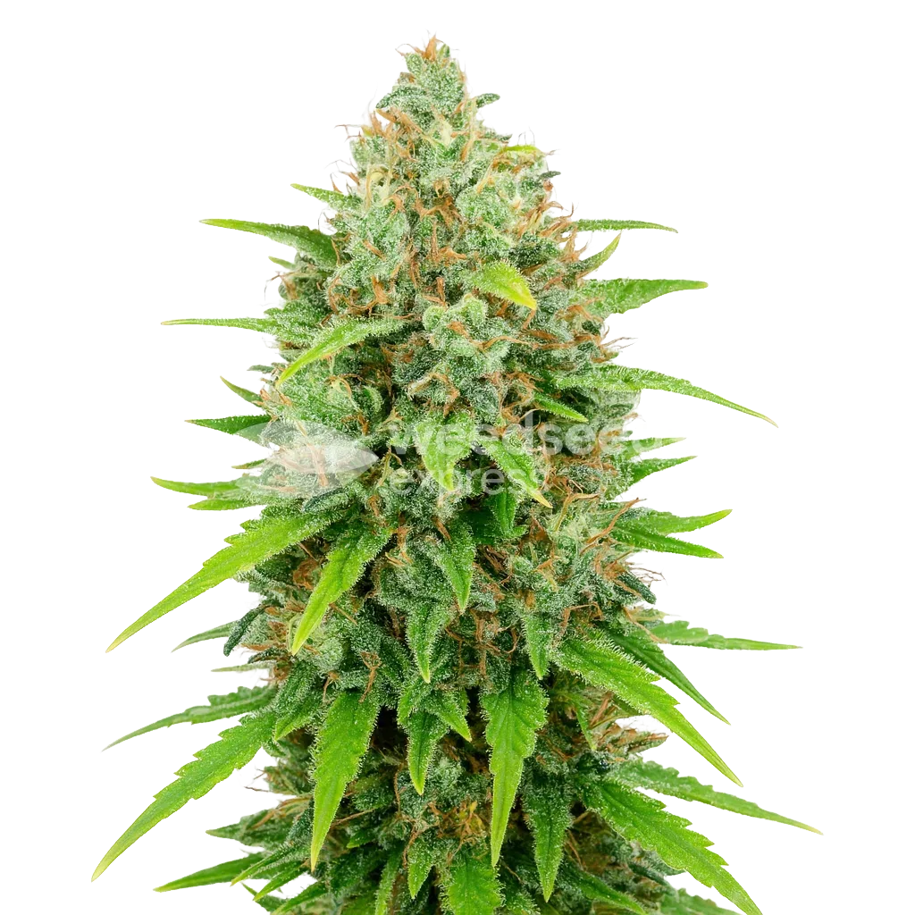 White Rhino Auto Plant